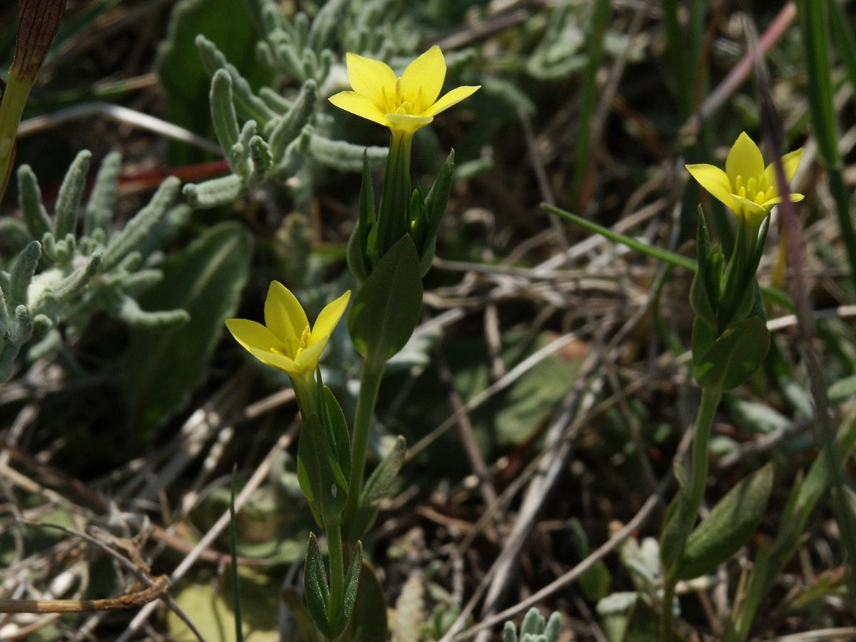 Centaurium maritimum